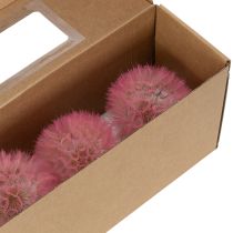 Artículo Flores secas de diente de león gigante para decoración, elegante accesorio para el hogar, 12 cm, 4 unidades