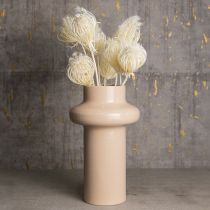Artículo Flores secas de hinojo crema blanqueadas, ramo de 45 cm, 10 unidades