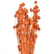 Artículo Flores secas cardo seco cardo fresa naranja 100g