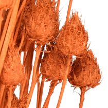 Artículo Flores secas cardo seco cardo fresa naranja 100g