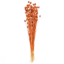 Artículo Flores secas cardo seco cardo fresa naranja 100g