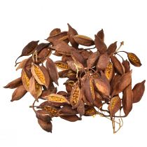 Artículo Decoración seca Brachyciton árbol botella natural 5-10cm 1kg