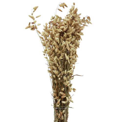 Floristik24 Hierba Quaking Flores Secas Verde Natural Briza 60cm 100g
