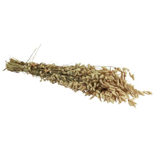 Floristik24 Hierba Quaking Flores Secas Verde Natural Briza 60cm 100g