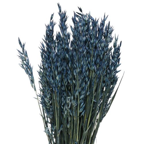 Floristik24 Flores secas, avena decoración de granos secos azul 68cm 230g