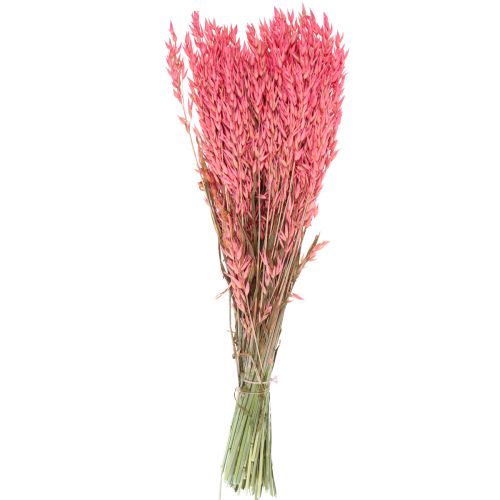 Floristik24 Flores secas, avena en grano seco decorativa rosa 65cm 160g