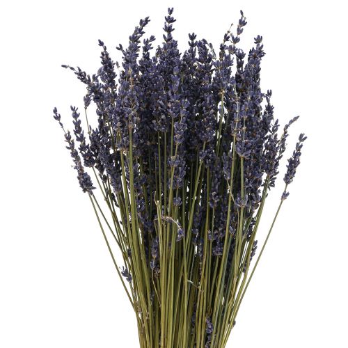 Floristik24 Manojo de lavanda seca, flor seca lavanda azul 38–40cm 90g