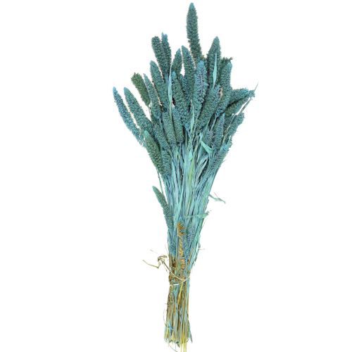 Artículo Flores secas, Setaria Pumila, mijo azul 65cm 200g