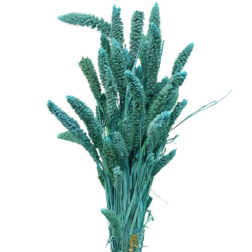 Floristik24 Flores secas, Setaria Pumila, mijo azul 65cm 200g