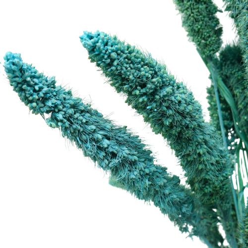 Artículo Flores secas, Setaria Pumila, mijo azul 65cm 200g