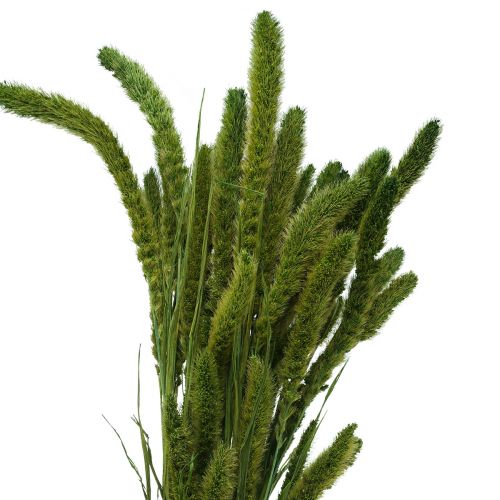 Floristik24 Flores secas, Setaria Pumila, mijo cerda verde 75cm 170g