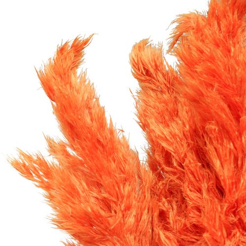 Floristik24 Hierba de pampa decoración floristería seca naranja seca 72cm 6uds
