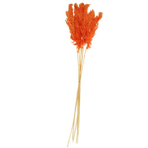 Floristik24 Hierba de pampa decoración floristería seca naranja seca 72cm 6uds