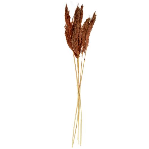 Floristik24 Decoración de hierba de pampa floristería seca marrón rojizo seca 70cm 6 piezas