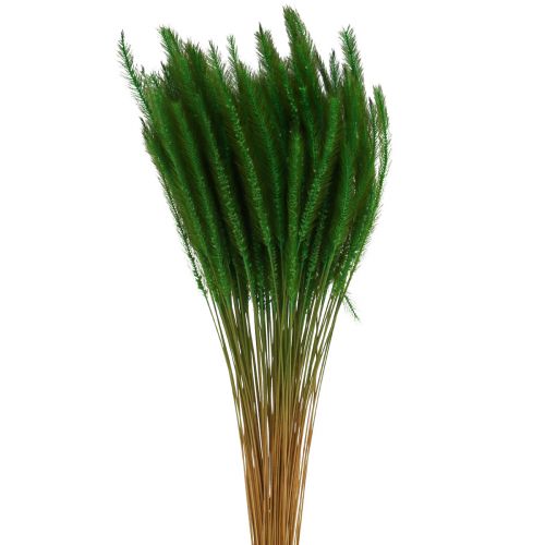 Artículo Mijo de cerdas verdes Setaria viridis hierba seca 52cm 28g