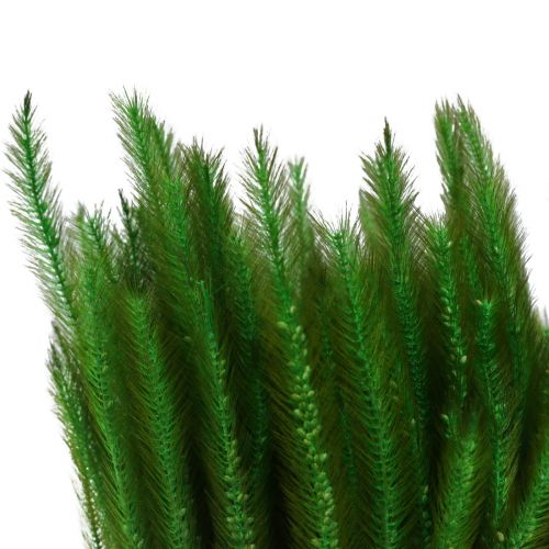 Artículo Mijo de cerdas verdes Setaria viridis hierba seca 52cm 28g