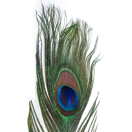 Floristik24 Plumas decorativas de plumas de pavo real para la elaboración de plumas de pájaro H78cm 10 piezas