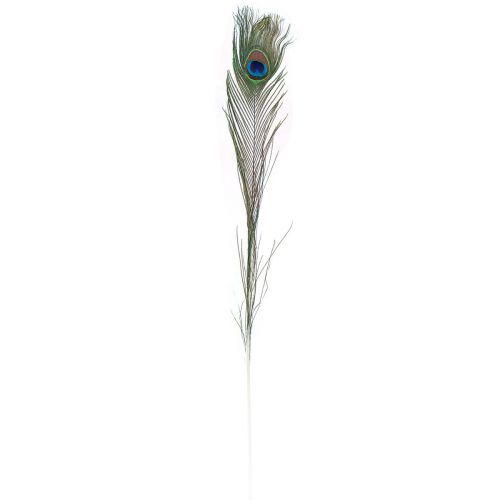 Floristik24 Plumas decorativas de plumas de pavo real para la elaboración de plumas de pájaro H78cm 10 piezas