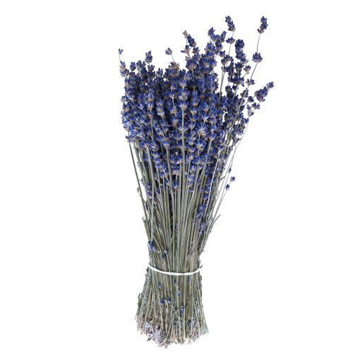 Floristik24 Manojo de lavanda seca flor seca azul 25cm 75g