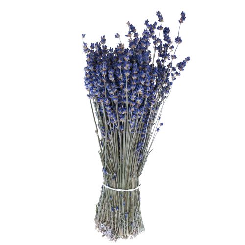 Floristik24 Lavanda Seca Manojo de Flor Seca Azul 25cm 75g