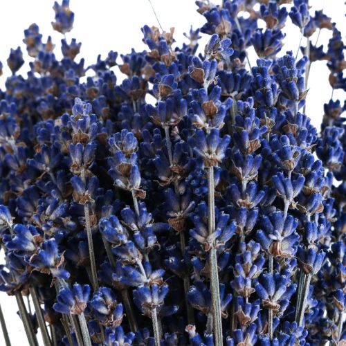 Artículo Lavanda Seca Manojo de Flor Seca Azul 25cm 75g