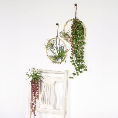 Artículo Sedum 'Rubin' planta colgante – suculenta decorativa, de fácil cuidado 43cm 3 uds.