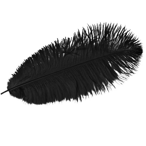 Floristik24 Plumas decorativas de avestruz plumas negras 38-40cm 2 piezas