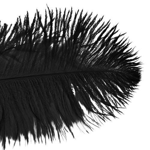 Artículo Plumas decorativas de avestruz plumas negras 38-40cm 2 piezas