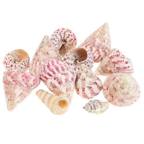 Floristik24 Caracol decoracion marinera decoracion rosa Trochus Maculatus 1100gr