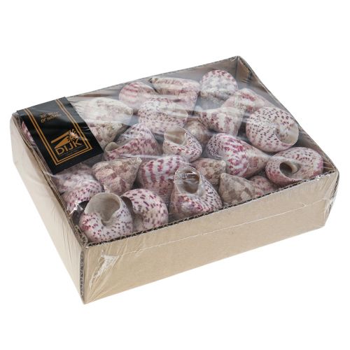 Floristik24 Caracol decoracion marinera decoracion rosa Trochus Maculatus 1100gr