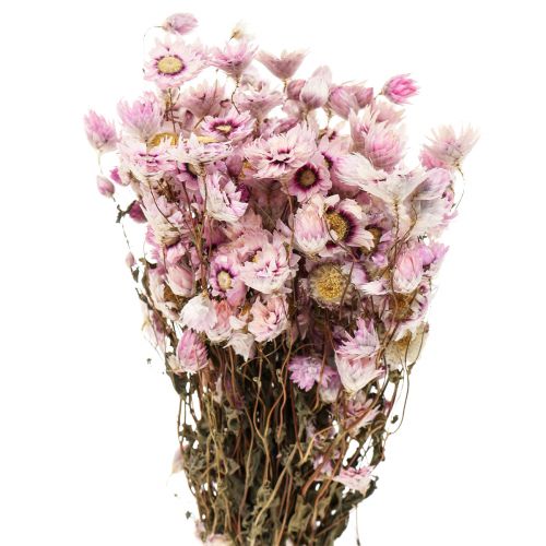 Floristik24 Flores de paja flores secas blanco rosa 20-35cm manojo 40g