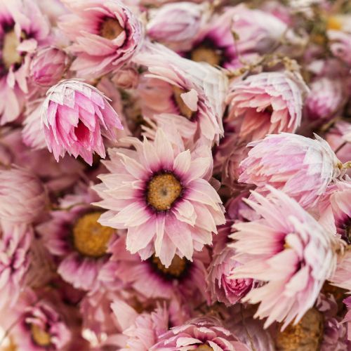 Floristik24 Flores de paja flores secas blanco rosa 20-35cm manojo 40g