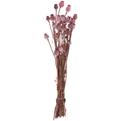 Floristik24 Flores Secas Capsulas De Amapola Secas Deco Rojo 80g