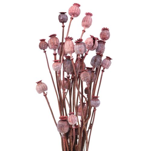 Floristik24 Flores Secas Capsulas De Amapola Secas Deco Rojo 80g