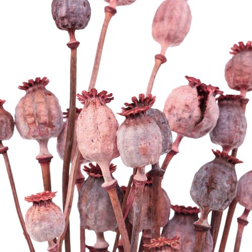 Floristik24 Flores Secas Capsulas De Amapola Secas Deco Rojo 80g