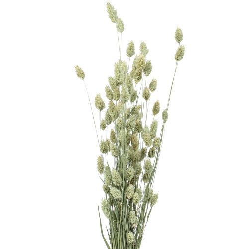 Floristik24 Hierbas secas Phalaris secas naturaleza florística seca 55cm 80g