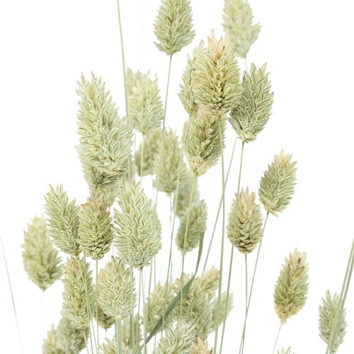 Floristik24 Hierbas secas Phalaris secas naturaleza florística seca 55cm 80g