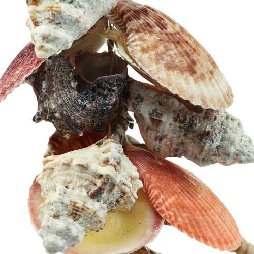 Floristik24 Decoración colgante marítima decoración de conchas y caracoles de mar 82cm