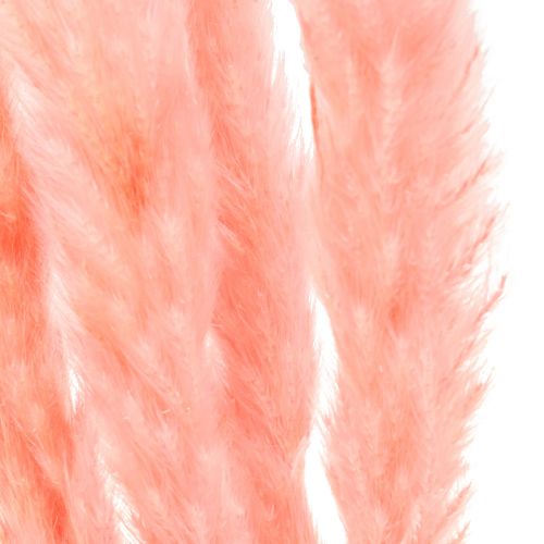 Artículo Decoración de hierba de la pampa, hierba de la pampa seca rosa 72cm 6 piezas