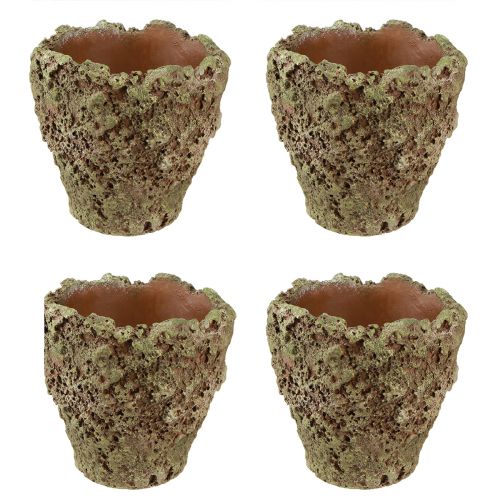Artículo Macetero macetero rústico aspecto musgo Ø17cm H16,5cm 4ud