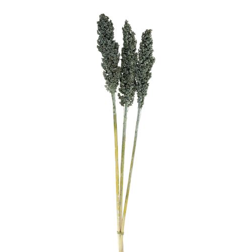 Artículo Flores secas sorgo mijo azul-verde floristería seca 72cm 3uds