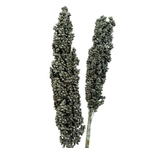 Artículo Flores secas sorgo mijo azul-verde floristería seca 72cm 3uds
