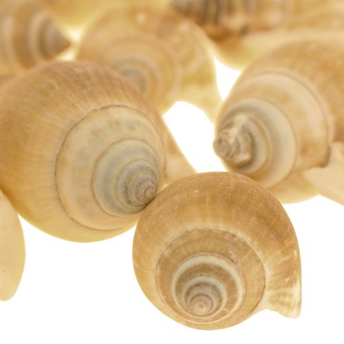 Floristik24 Caracoles Deco Caracol de mar Marrón Blanco 3,5-5cm 250g