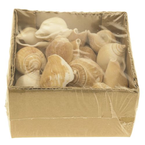 Floristik24 Caracoles Deco Caracol de mar Marrón Blanco 3,5-5cm 250g