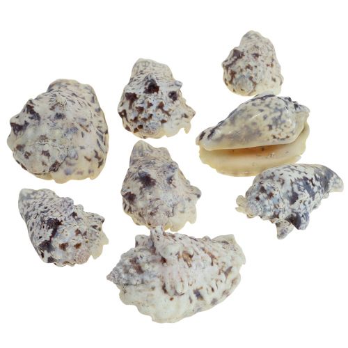Caracoles deco caracoles de mar natural 5,5-7,5cm 250g