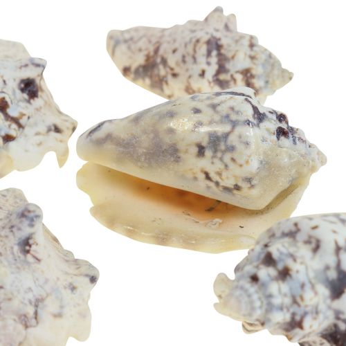 Caracoles deco caracoles de mar natural 5,5-7,5cm 250g