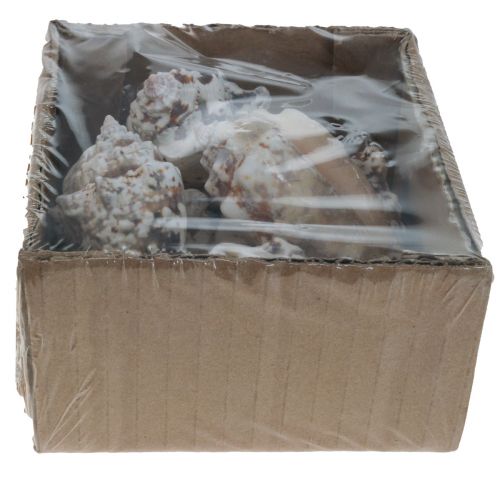 Floristik24 Caracoles deco caracoles de mar natural 5,5-7,5cm 250g