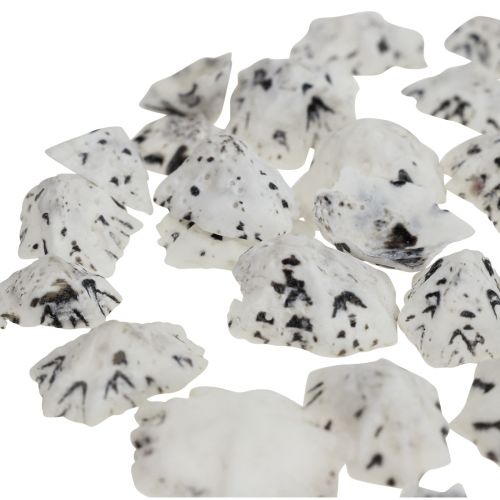 Floristik24 Shell Deco Conchas Blanco Negro Pequeño 1-2.5cm 250g