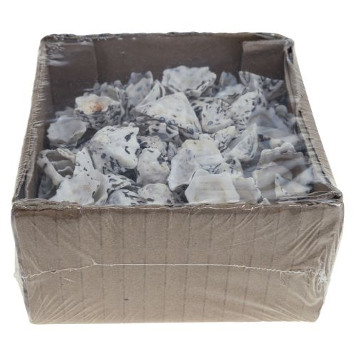 Floristik24 Shell Deco Conchas Blanco Negro Pequeño 1-2.5cm 250g