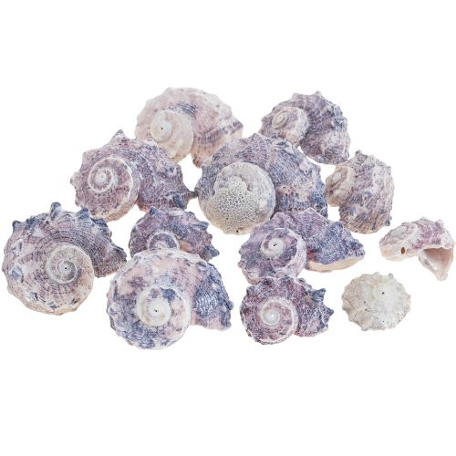 Floristik24 Caracoles Deco Caracoles De Mar Púrpura Blanco 3-6cm 250g